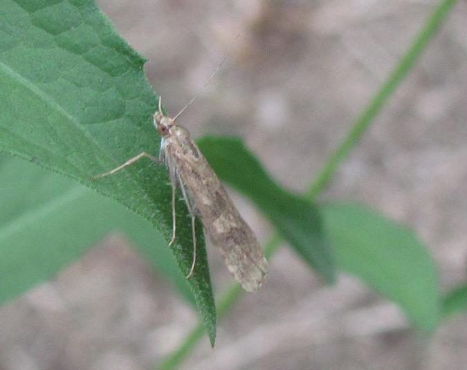 Micro da ID (2) - Nomophila noctuella